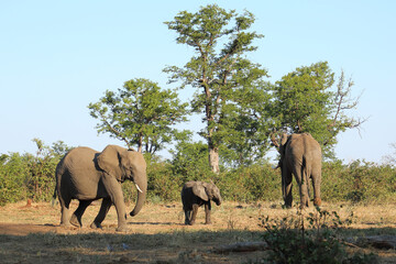 Fototapeta premium Afrikanischer Elefant / African elephant / Loxodonta africana