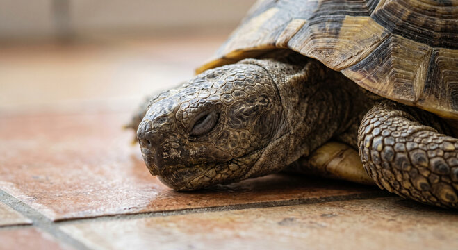 Sleeping domestic pet tortoise face macro