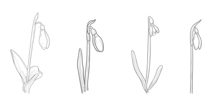 Snowdrops, spring flowers, hand-drawn sketch. vector illustration. A set of silhouettes of primroses isolated on a white background