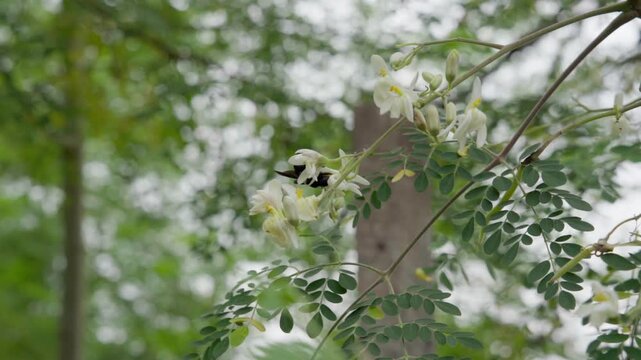Close up of a large bee pollinating white Moringa tree flowers