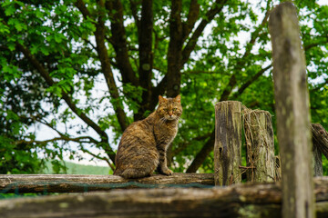 cat sitting on a fence © Roberto