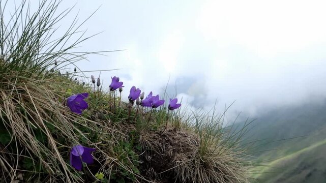 lavender flowers in the field
