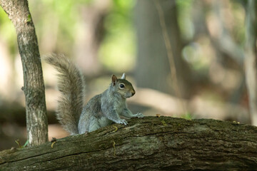 Fototapeta premium An Eastern gray squirrel on a tree branch in a woodland setting, showing alert posture and busy tail with soft natural background.