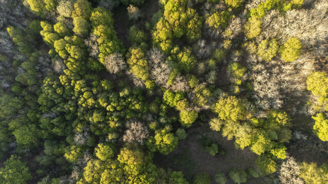 Aerial view of a dense forest canopy with vibrant green and golden autumn leaves under soft sunlight Ourense, Province of Ourense, Spain.