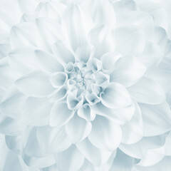 beautiful blue flower center background © Vidal