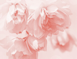 beautiful pink flower center background © Vidal