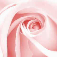 beautiful pink flower center background © Vidal