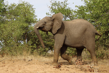 Fototapeta premium Afrikanischer Elefant / African elephant / Loxodonta africana
