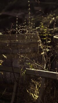A rustic wooden barrel stands quietly among the overgrown foliage, bathed in soft twilight. Twisting vines and dried plants bring life to this peaceful scene, inviting a moment of reflection.