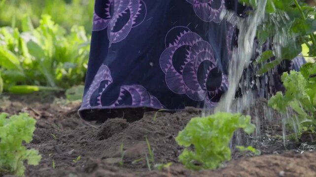 African woman watering fresh green lettuce in a small farm
