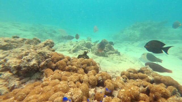 Slow motion footage of colorful tropical fish and blue damselfish swimming over a sandy coral reef in the clear turquoise waters of Big Sister Island, Seychelles 30fps 003