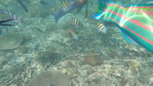 Vibrant underwater POV of snorkelers swimming with a rainbow wrasse and schools of sergeant major fish over a shallow coral reef in clear tropical water near big sister island, Seychelles 001 30fps