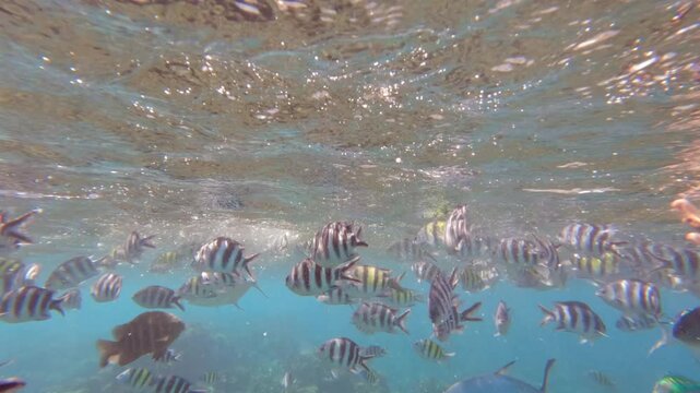 Slow motion underwater footage of colourful tropical fish and sergeant majors swarming a coral reef in clear blue ocean water, big sister island, Seychelles 30fps 004