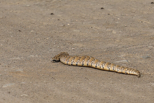Puffotter / Puff adder / Bitis arietans arietans