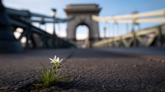 Tiny White Flower Blossom and Green Grass Grow from Pavement Crack with Blurred Distant Historic Bridge Arch and Sky Background