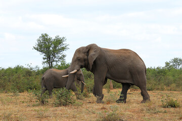 Fototapeta premium Afrikanischer Elefant / African elephant / Loxodonta africana