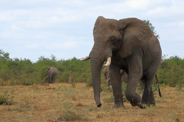 Fototapeta premium Afrikanischer Elefant / African elephant / Loxodonta africana