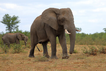 Fototapeta premium Afrikanischer Elefant / African elephant / Loxodonta africana