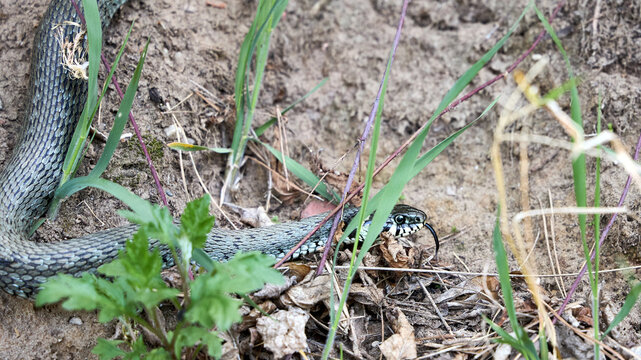 European Grass Snake or Natrix natrix also known as a ringed snake or water snake. semi-aquatic and typically found near water - ponds, lakes, and streams, where hunt for prey such as frogs and fish