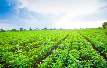 Green soybean field in India, Agricultural industry. © CRSHELARE