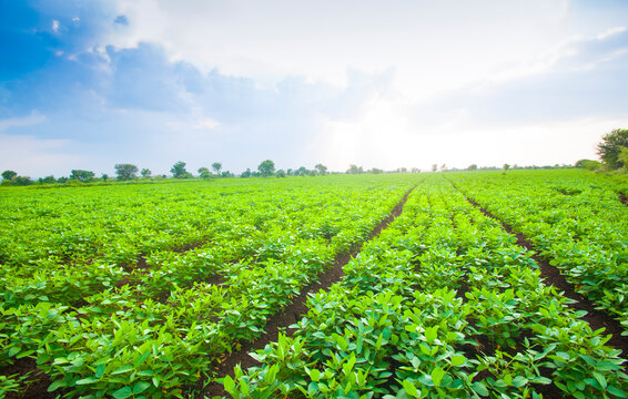 Green soybean field in India, Agricultural industry.