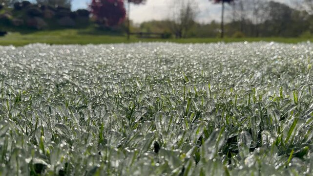 Close-up of grass blades encased in glistening ice after a cold morning freeze