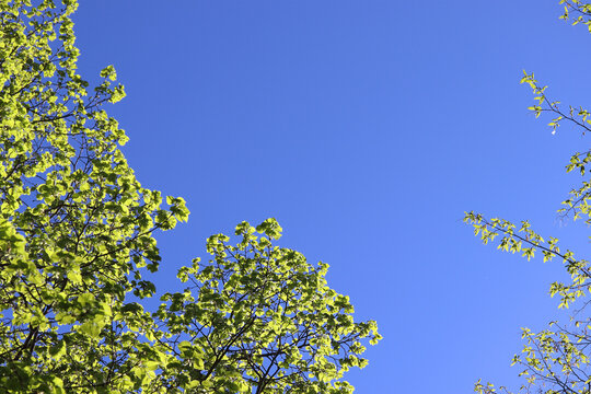 jeunes feuilles de tilleul et de h&ecirc;tre en contre-jour sur un grand ciel bleu au printemps. 