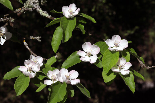 cognassier en fleurs