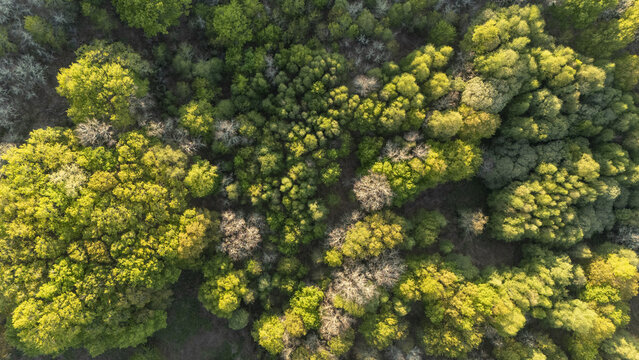 Aerial view of lush green and yellow treetops in a dense forest with soft sunlight hitting the canopy Ourense, Province of Ourense, Spain.