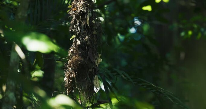 Long-tailed broadbill couple build nest in deep forest animal wildlife