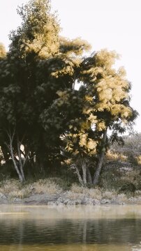 Soft sunlight bathes tall trees lining a serene lake. The still waters ripple gently, creating a calm atmosphere. Nature thrives in this untouched landscape, inviting peaceful moments.