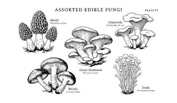 Detailed black and white vector illustration of assorted edible mushrooms including morels, chanterelles, oyster, shiitake, and enoki