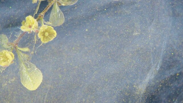 Yellow sprig drifting in milky water, fine dust particles clinging to leaves, soft lighting, subtle motion, closeup botanical study, dreamy texture