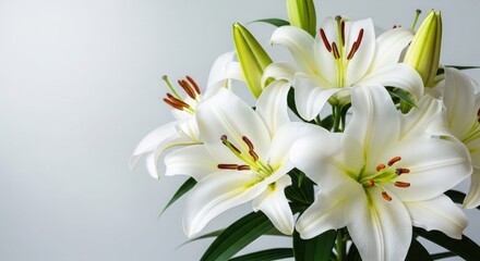 Obraz premium Elegant white lilies in bloom a close up floral arrangement
