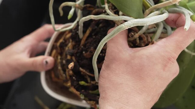 Plant transplant close
