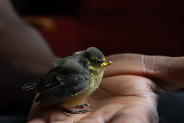 baby blue tit © Ben