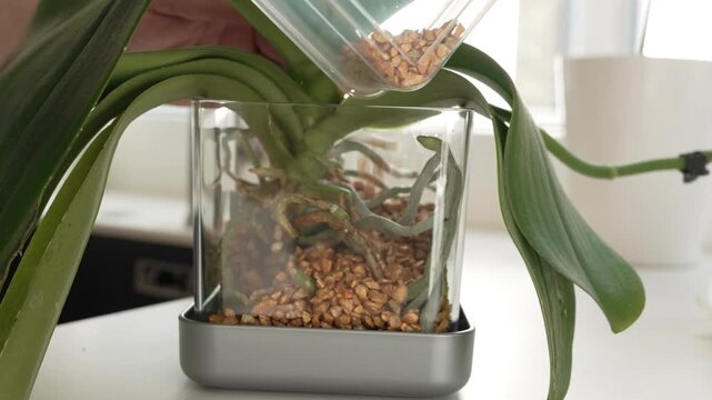 Adding substrate to orchid