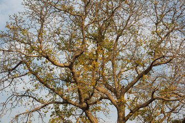 Obraz premium Big tree on sky background