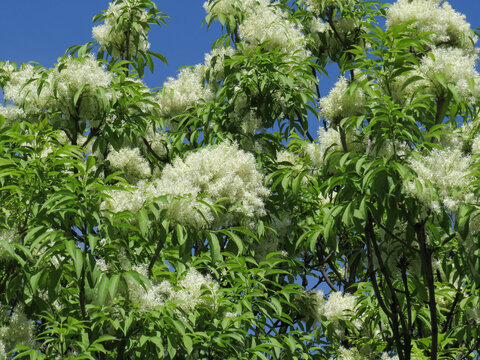 Flowering Manna Ash. Fraxinus ornus