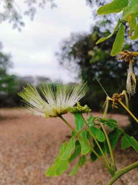 Albizia lebbeck Siris tree flower with delicate filaments in natural setting