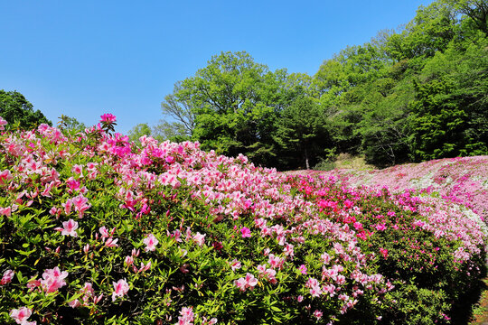 なるかわ園地・つつじ園（大阪）