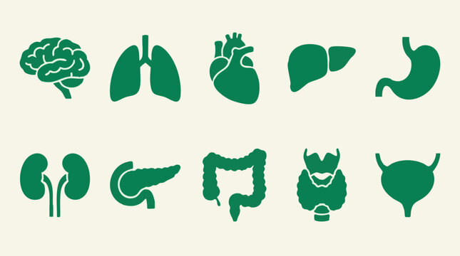 Set of Human Internal Organs in Green Silhouette Icons