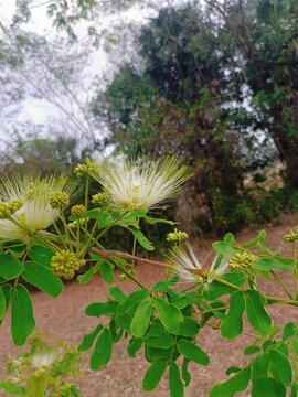 Albizia lebbeck flowers blooming on Siris tree in natural outdoor setting