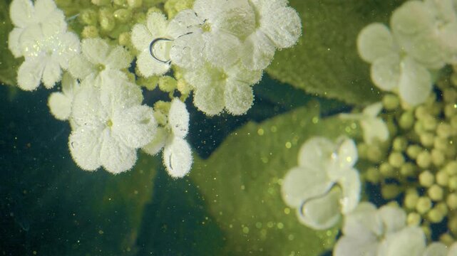 Microscopic bud detail with water droplets and delicate petal edges, slow reveal highlights tiny buds and filaments against dark aquatic backdrop,