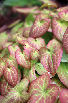 Closeup of pink and green Barrenwort foliage, Warwickshire England
