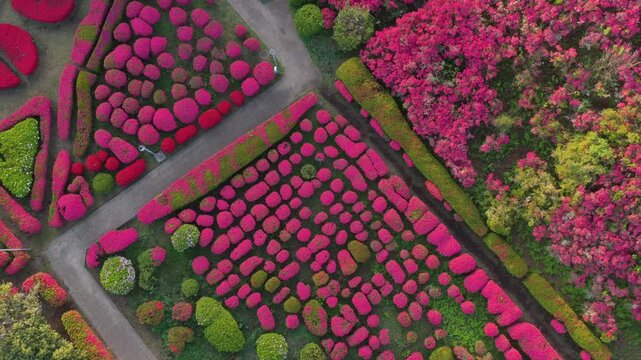 Aerial top down rising shot of azalea flower pattern in full bloom, abstract pink floral texture background in Japan
