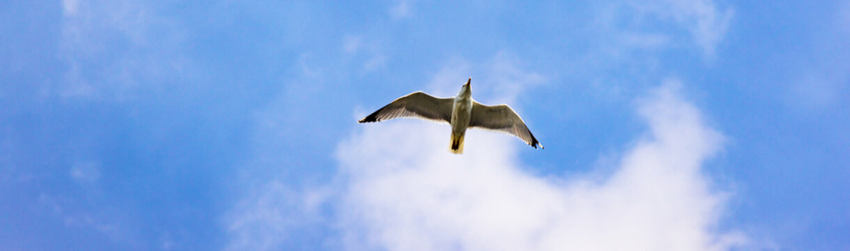 a seagull in the sky panorama