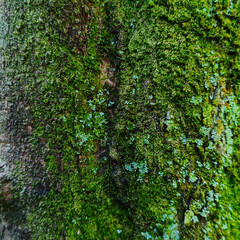 Green Moss Texture on Tree Bark Background © Lalu