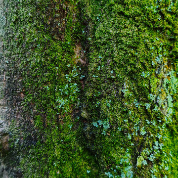 Green Moss Texture on Tree Bark Background