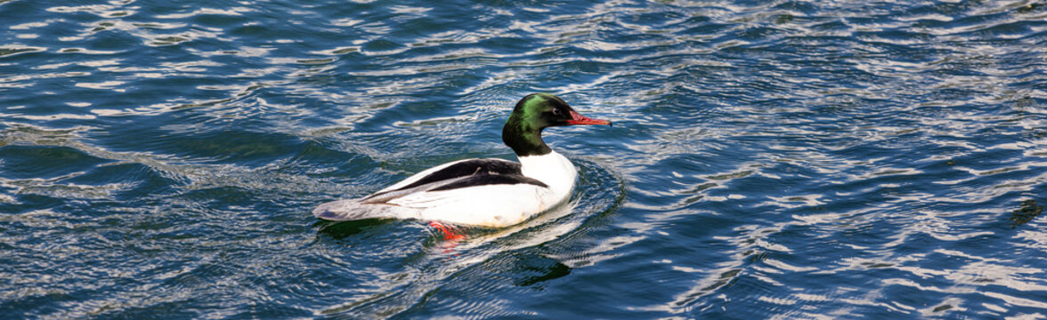 a goosander bird panorama